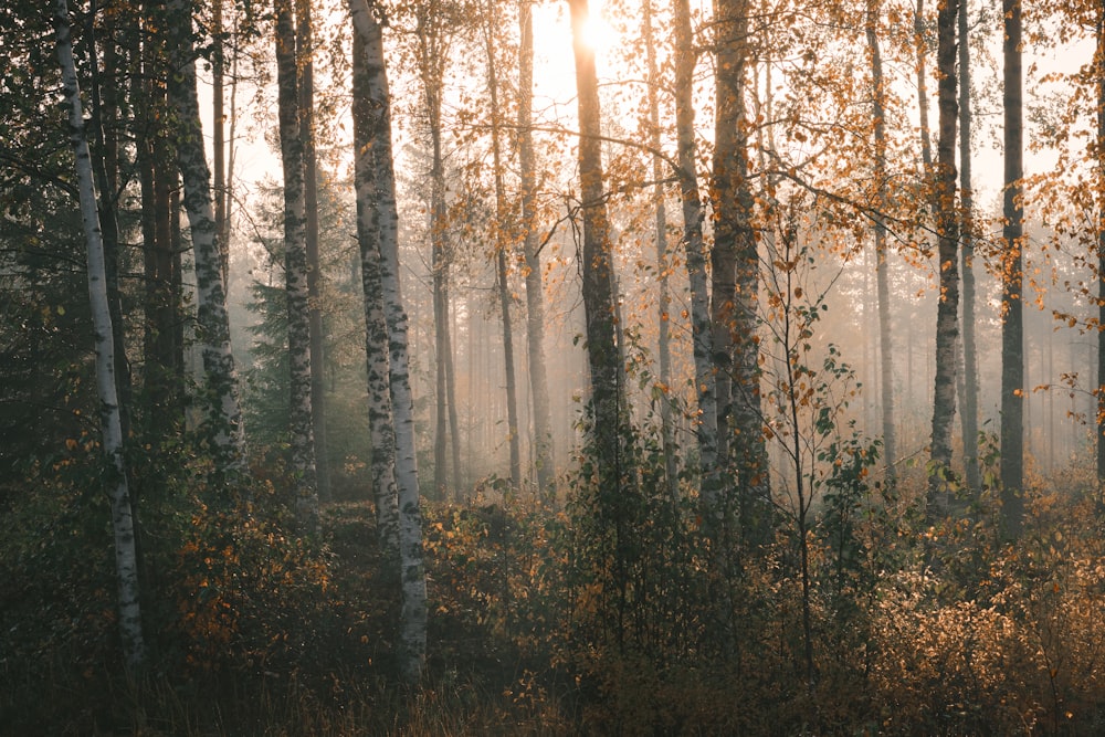 green trees on forest during daytime