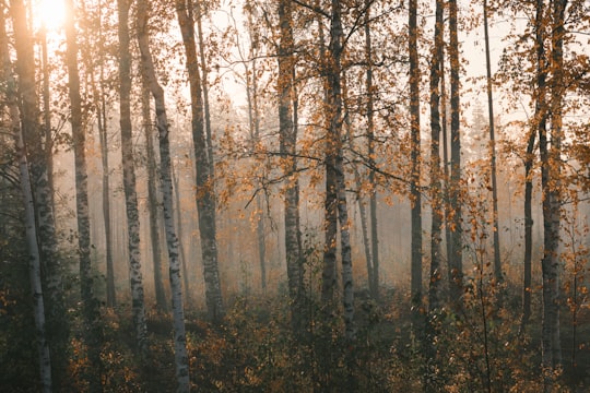 brown trees on forest during daytime in Seinäjoki Finland