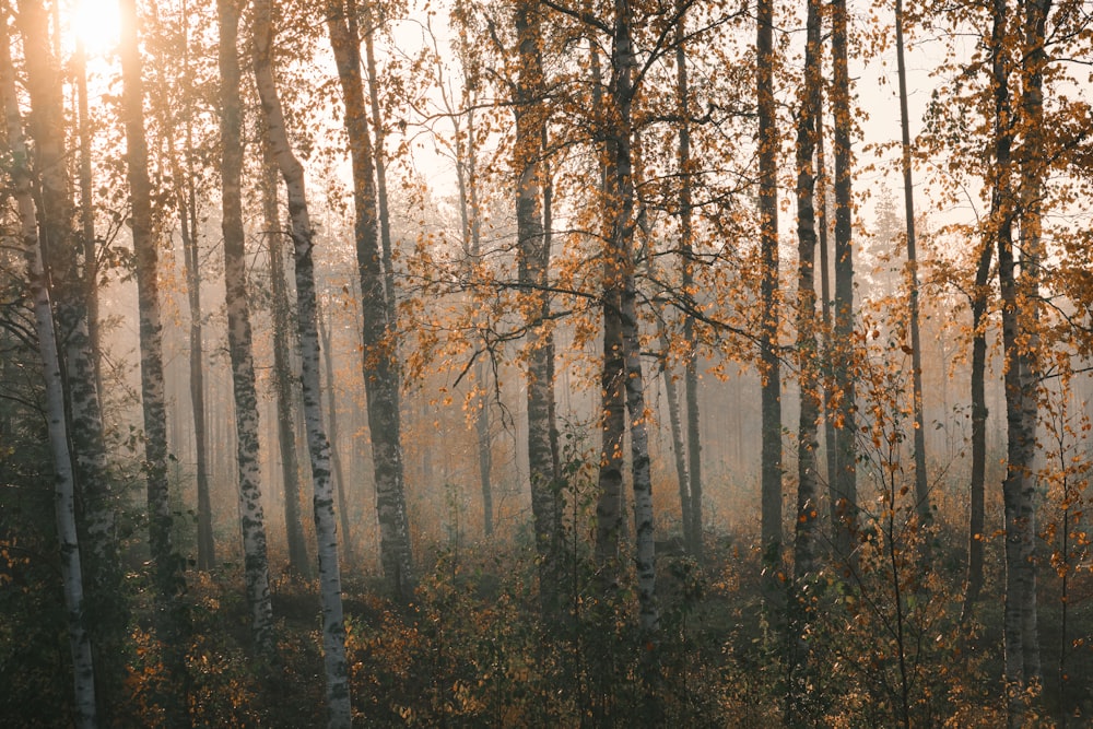 braune Bäume im Wald tagsüber