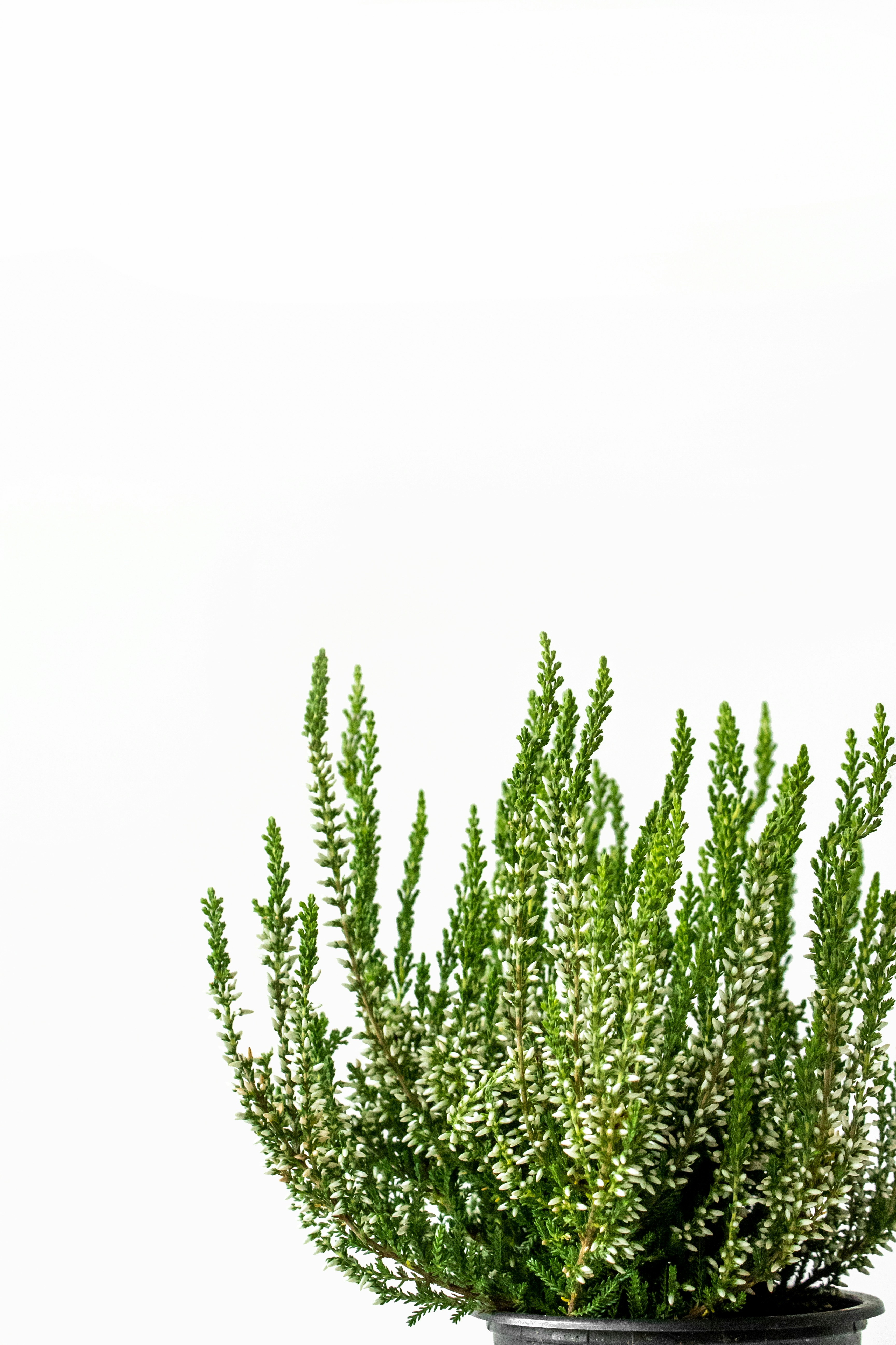 Photo by izgubljenausvemiru