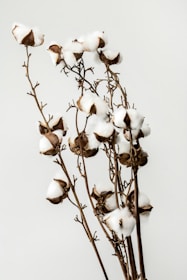 A cluster of cotton bolls attached to slender branches, with fluffy white fibers encased in brown, dried outer shells. Set against a plain, light-colored background, the cotton bolls appear soft and delicate.