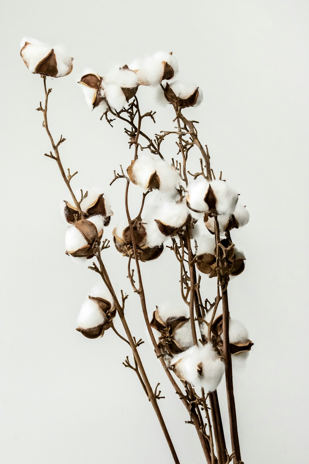 white flower with white background