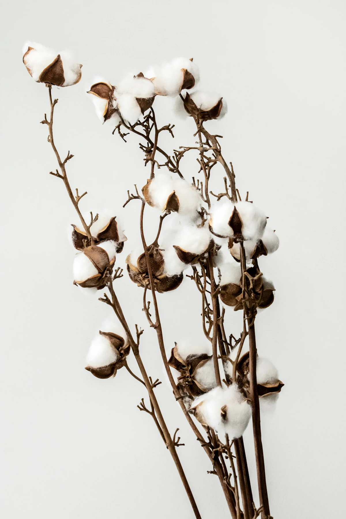 Real cotton bolls, a natural cotton plant