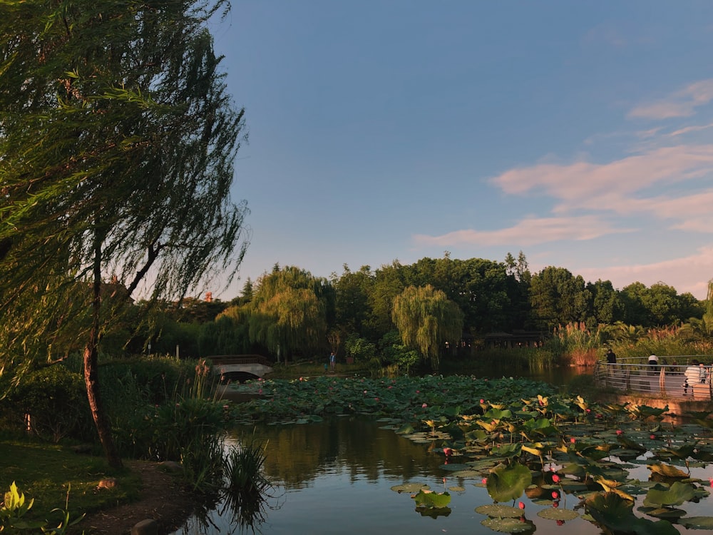 green trees beside river under blue sky during daytime