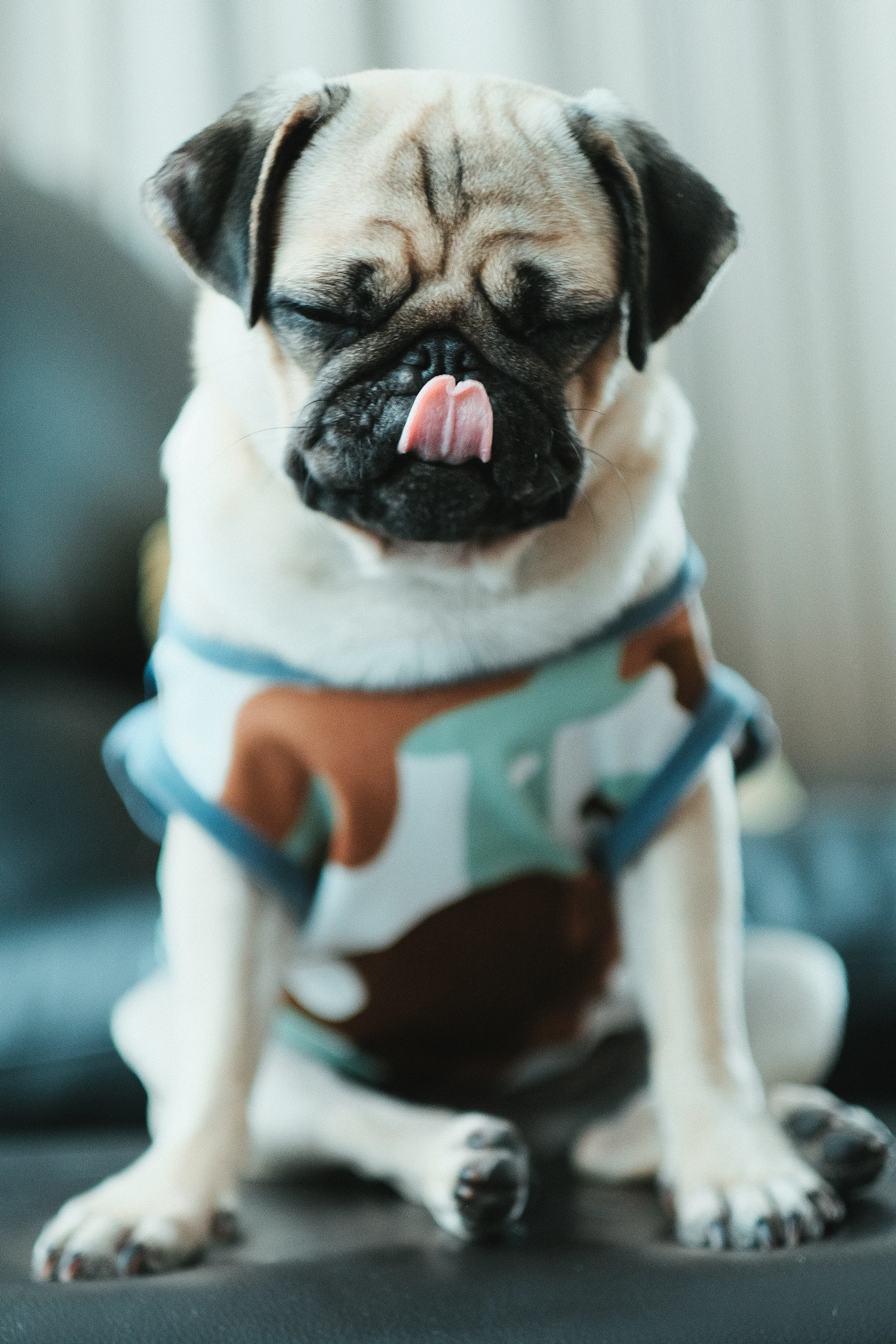 A happy pug wearing a stylish bandana after a fresh grooming session at Pelusa Viva.