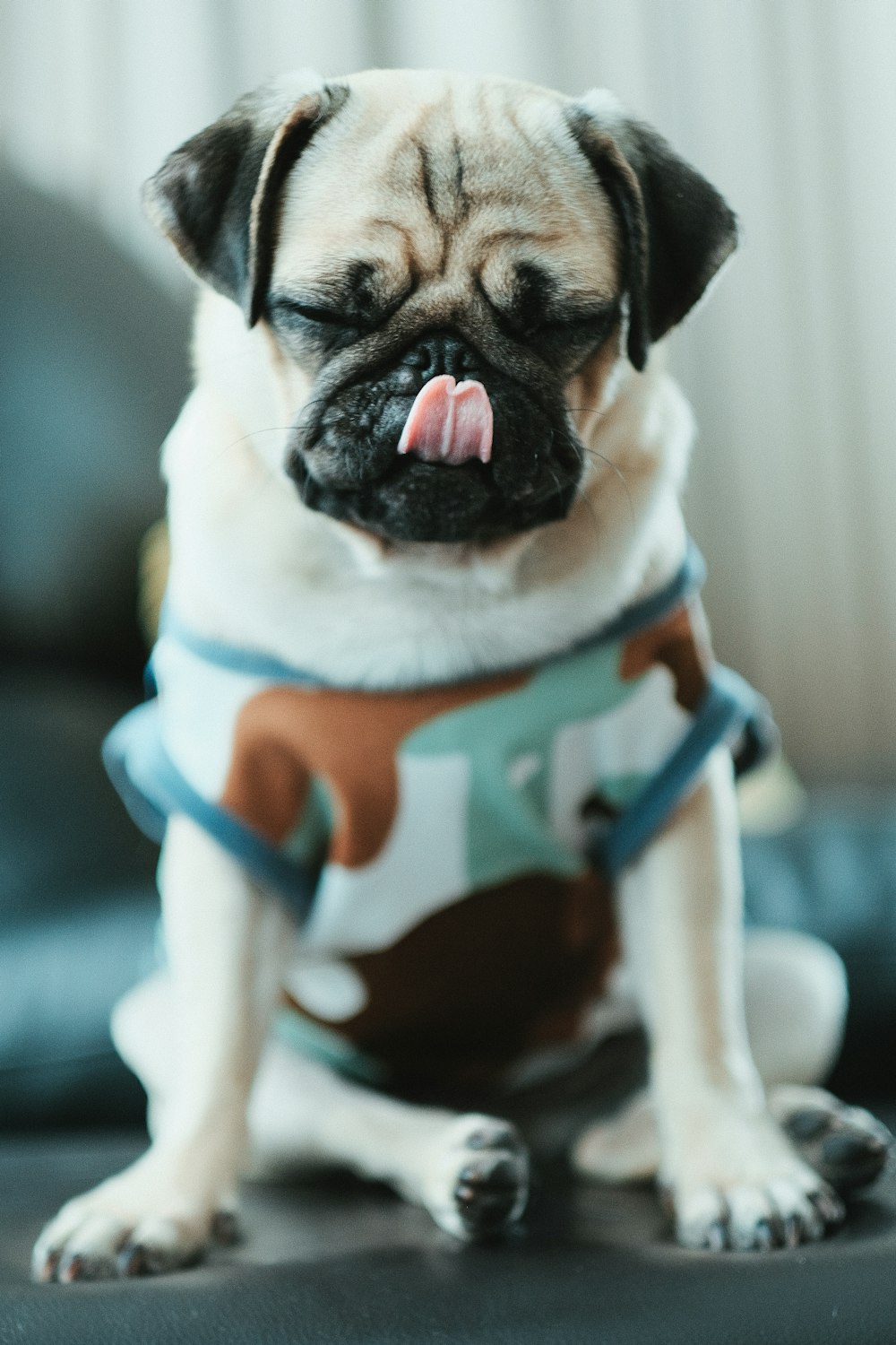 Licking Pictures [HD] | Download Free Images on Unsplash