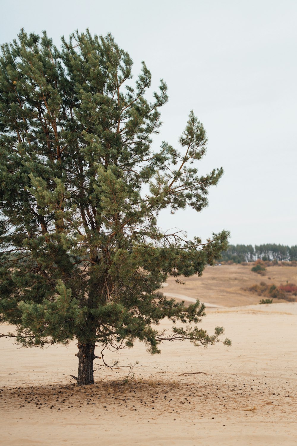 green tree on brown sand during daytime