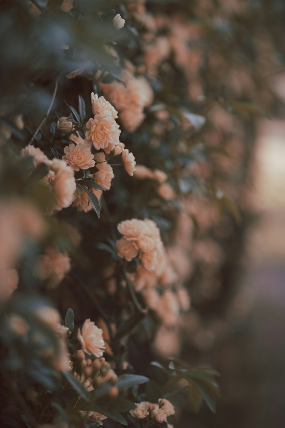 white flower in tilt shift lens