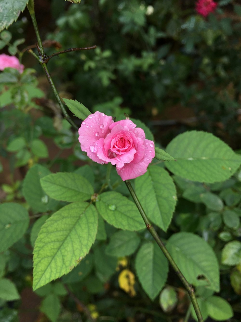 pink rose in bloom during daytime