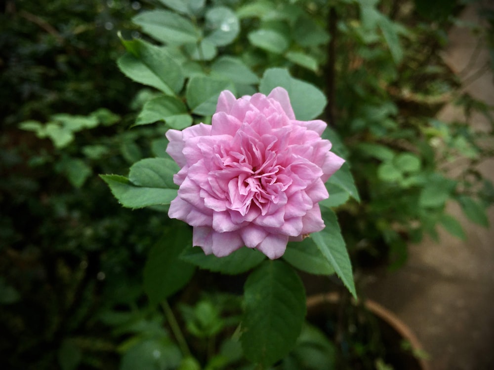 pink flower in tilt shift lens