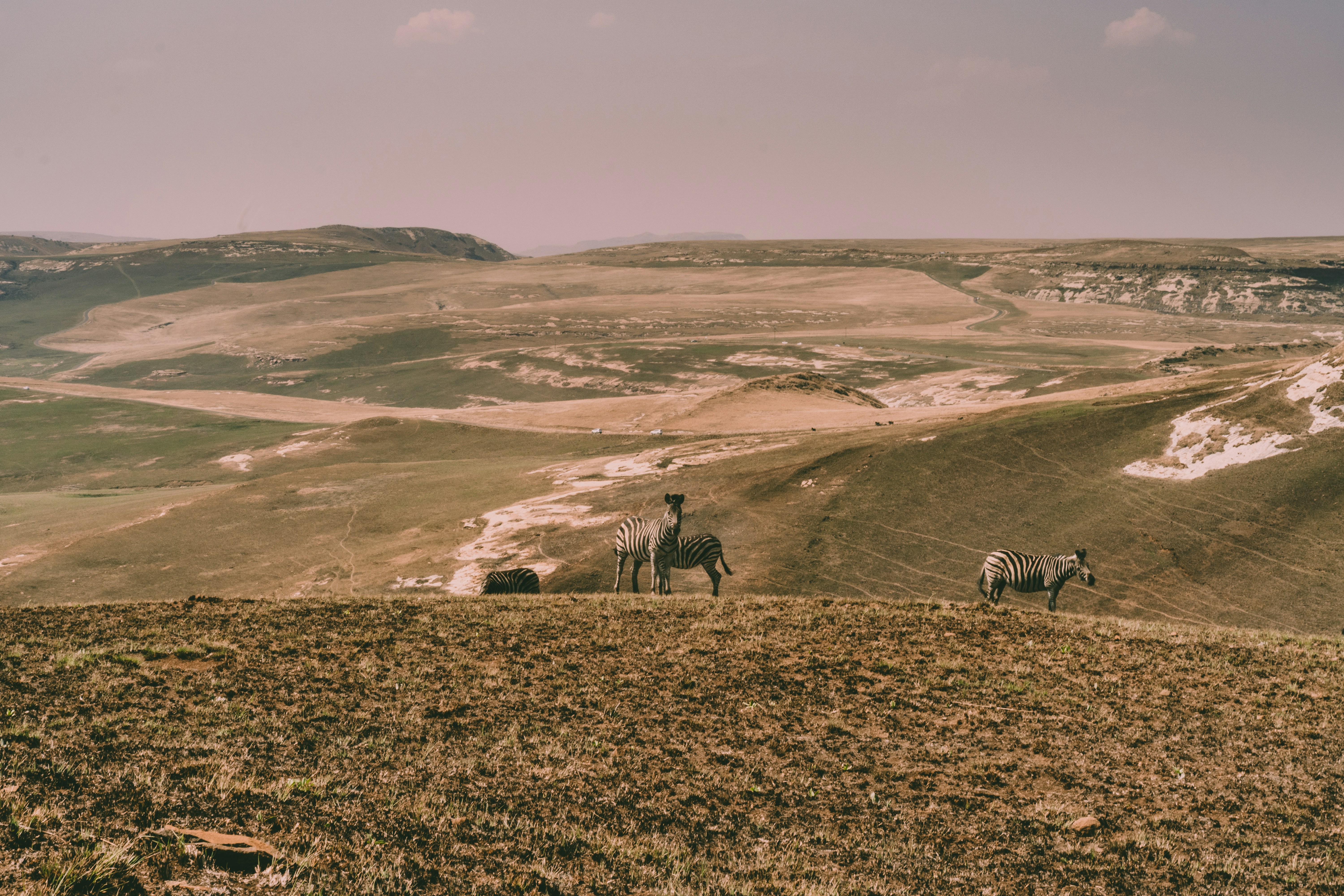 people walking on brown grass field during daytime