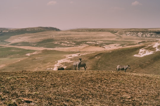 people walking on brown grass field during daytime in Golden Gate Highlands National Park South Africa