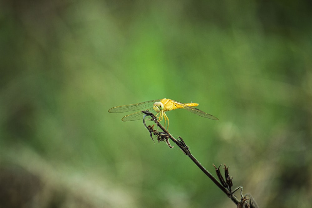 yellow and black dragonfly perched on brown stem in tilt shift lens