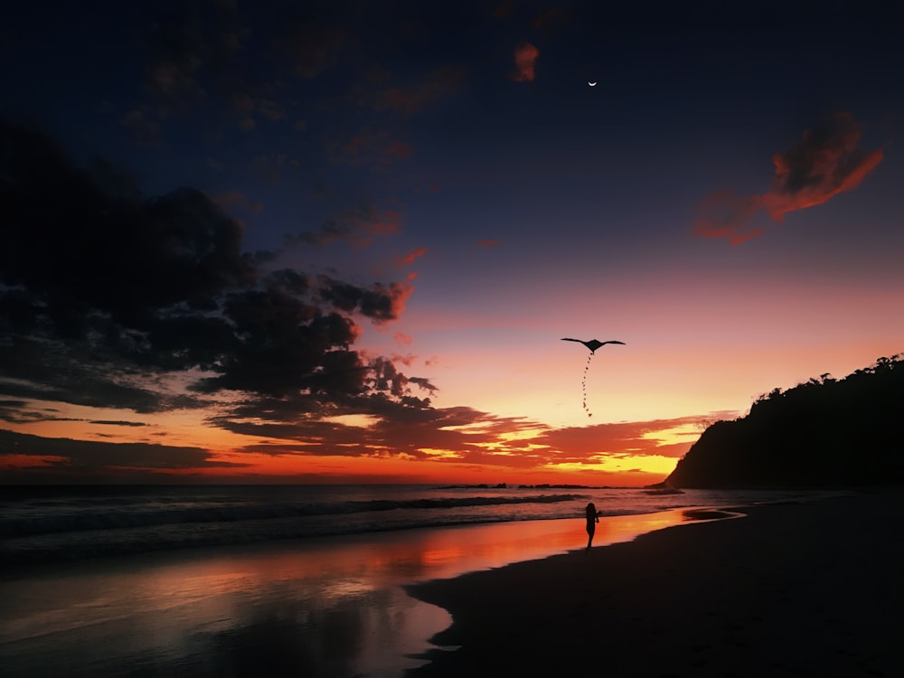 silhouette di uccello che vola sopra il mare durante il tramonto