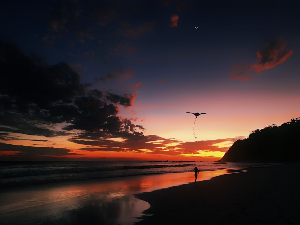 silhouette of bird flying over the sea during sunset