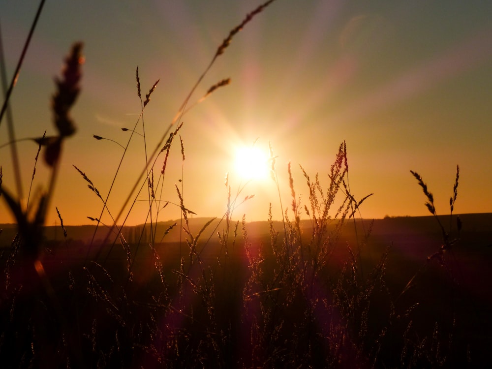 silhouette of grass during sunset