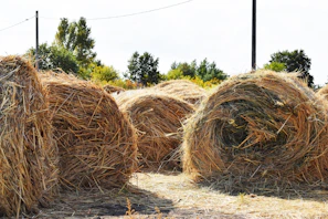 Golden cotton bales stacked neatly under a bright blue sky.