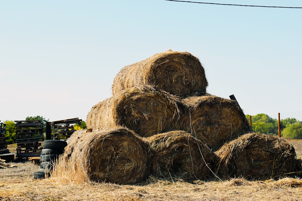brown hays under blue sky during daytime