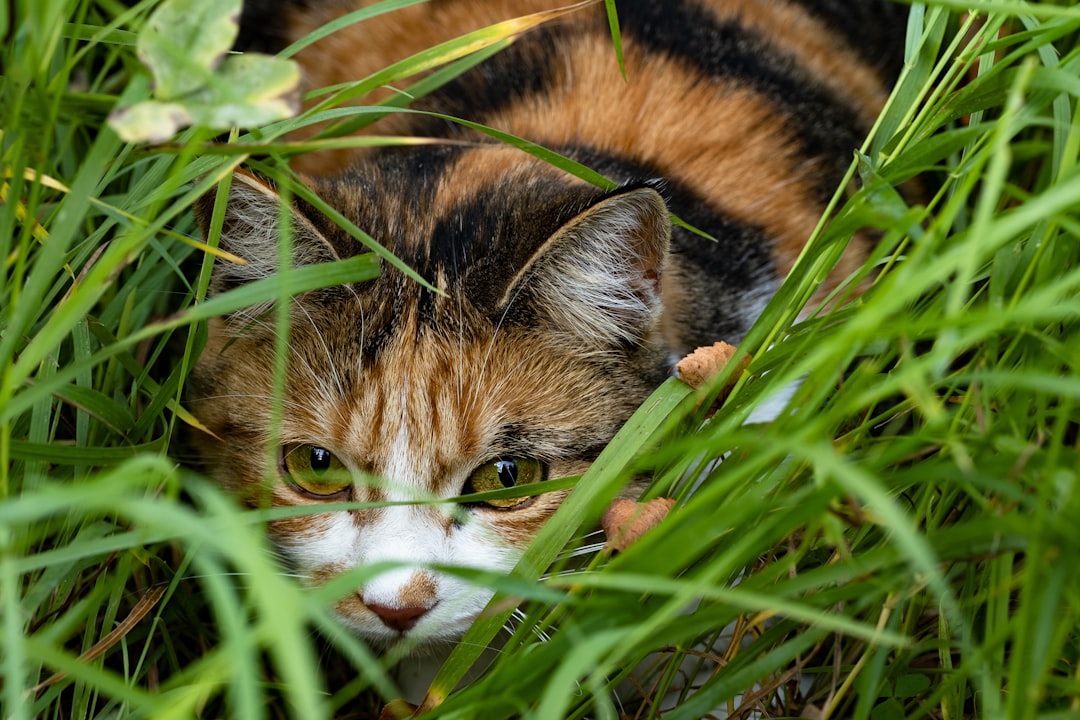 brown black and white cat on green grass