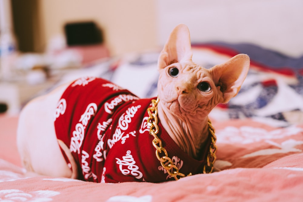 brown cat in red and white star print shirt lying on bed