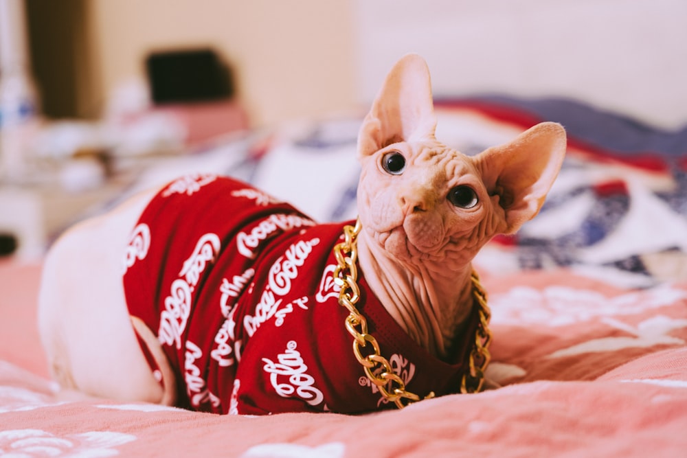 500+ Hairless Cat Pictures [HD] | Download Free Images on Unsplash