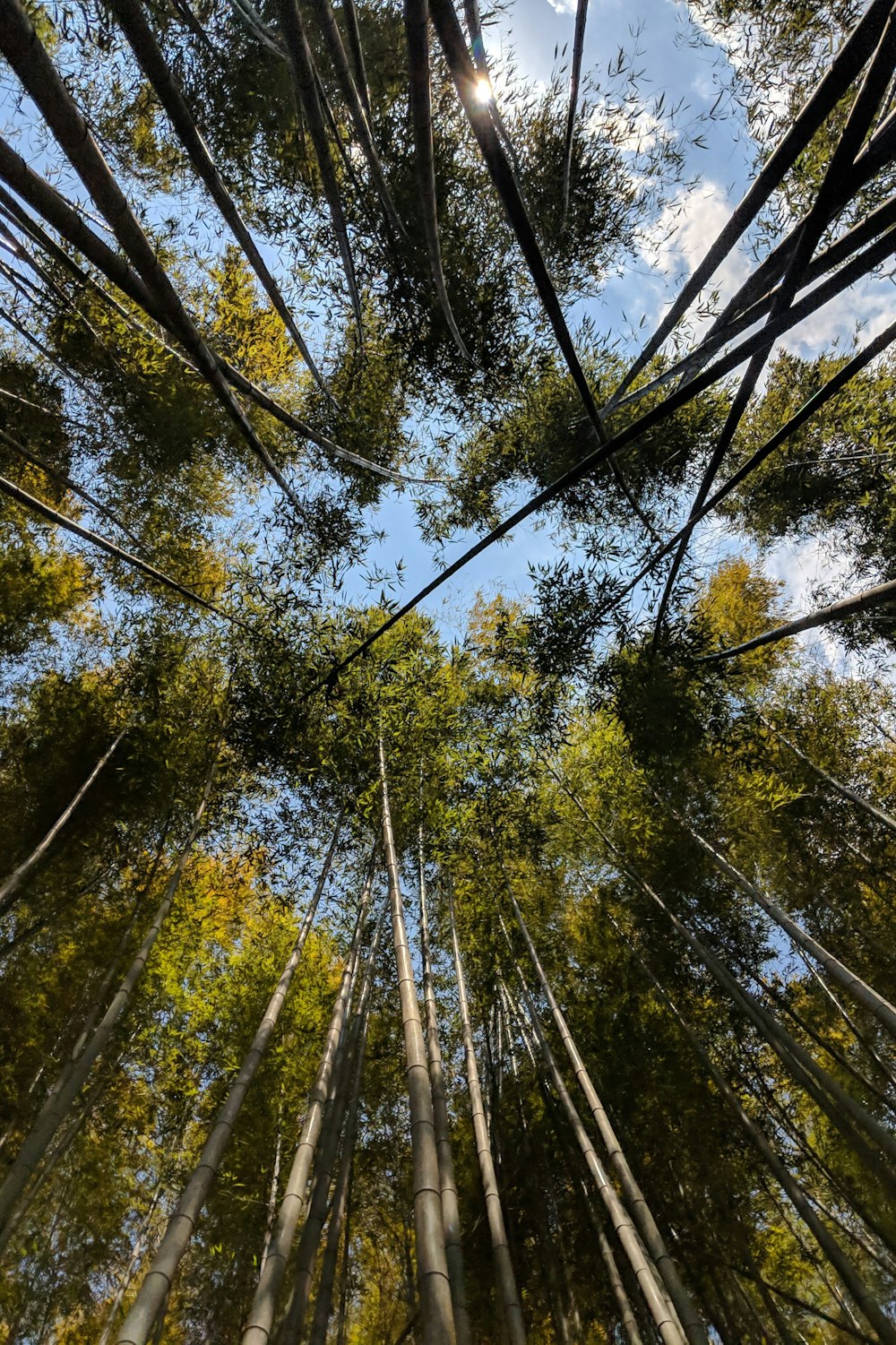 Photographie en contre-plongée d’arbres verts pendant la journée