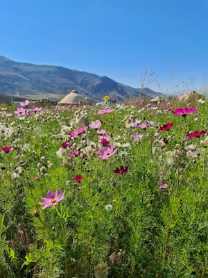 A vibrant meadow filled with wildflowers in shades of pink and white, set against a backdrop of distant mountains under a clear blue sky. Among the flowers, there are yellow blossoms scattered throughout. In the distance, a traditional conical tent can be seen, adding a cultural element to the landscape.