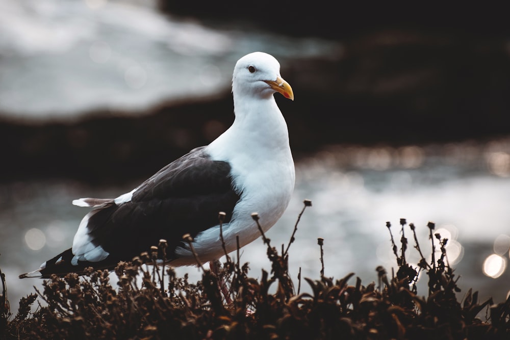 white and black bird on brown grass during daytime