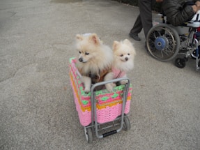 Two fluffy white dogs are sitting in a small cart decorated with colorful crochet fabric. The cart is on a textured surface outdoors. A person in a wheelchair is partially visible nearby, wearing a dark jacket and pants.