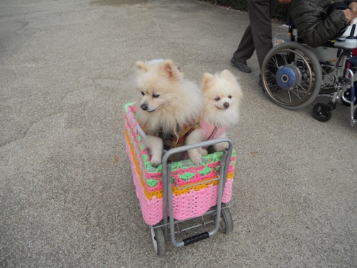 Two fluffy white dogs are sitting in a small cart decorated with colorful crochet fabric. The cart is on a textured surface outdoors. A person in a wheelchair is partially visible nearby, wearing a dark jacket and pants.