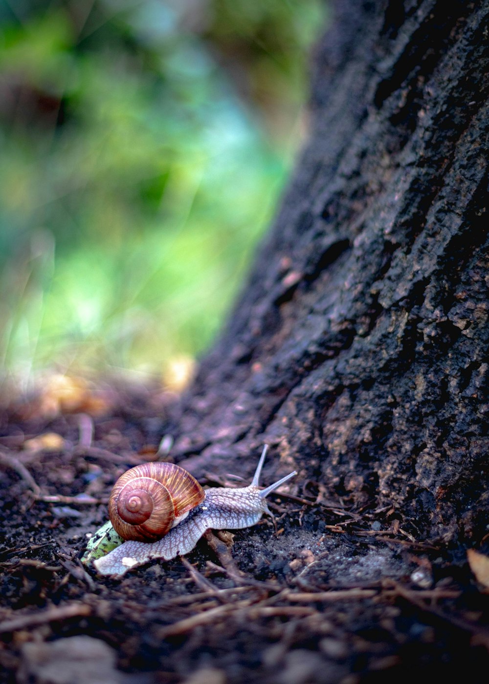 brown snail on brown tree trunk