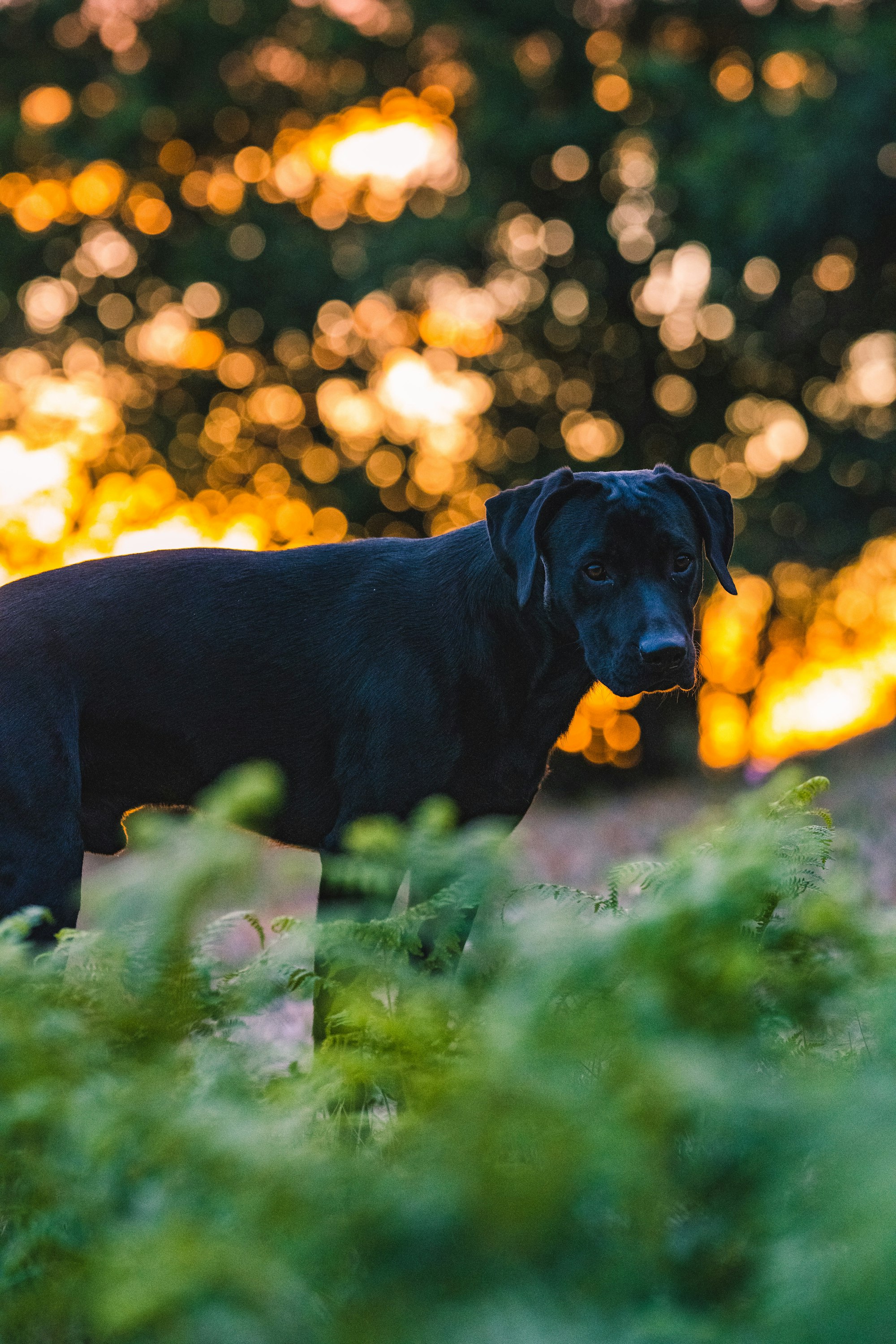 dog in the bushes at night 