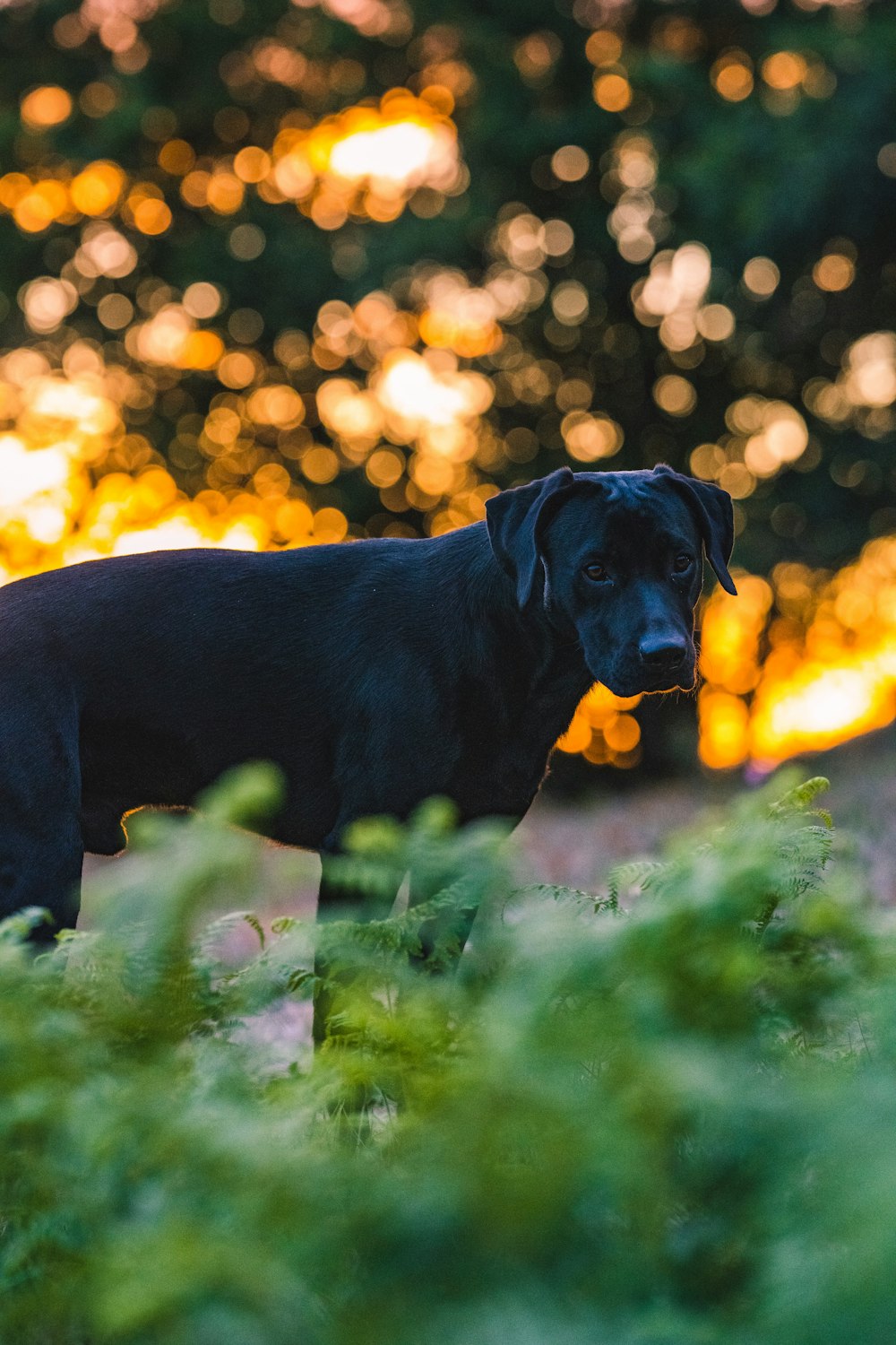 black labrador retriever on green grass field during daytime