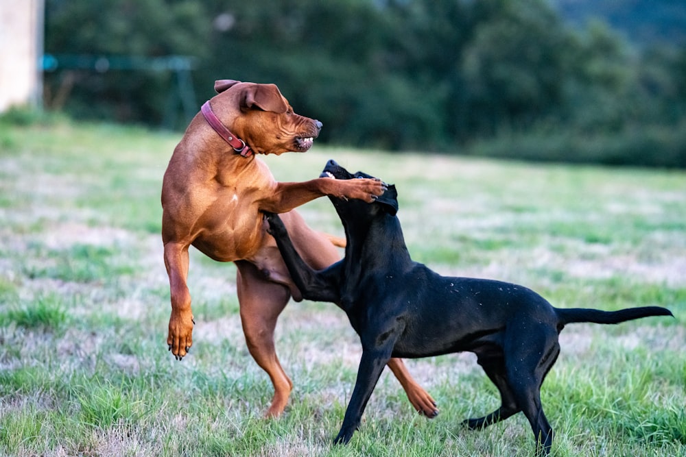 black and tan short coat medium dog on green grass field during daytime