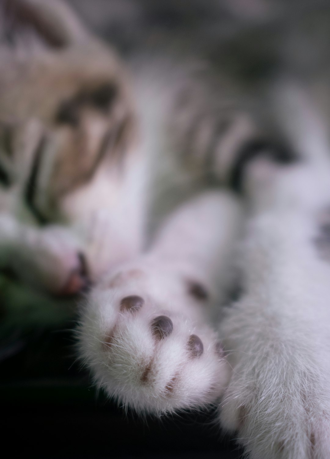 white and brown cat lying on green textile