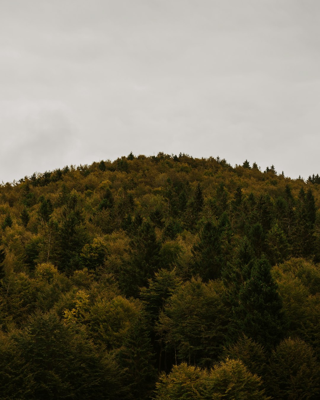 green trees under white sky during daytime