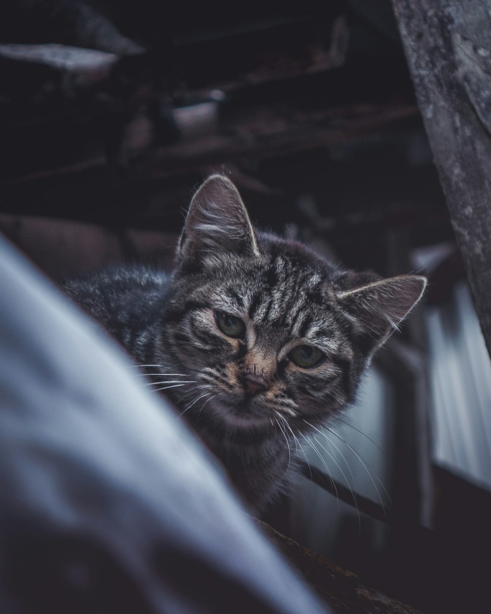 brown tabby cat in blue textile