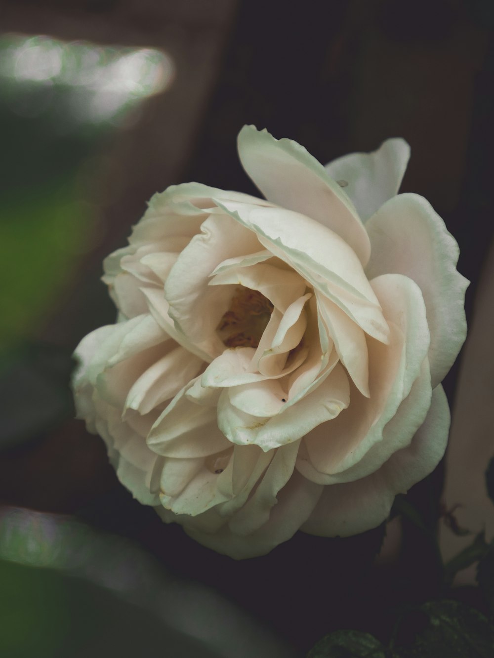 white rose in bloom during daytime