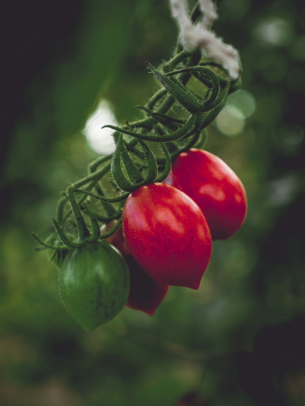 red and green tomato fruit