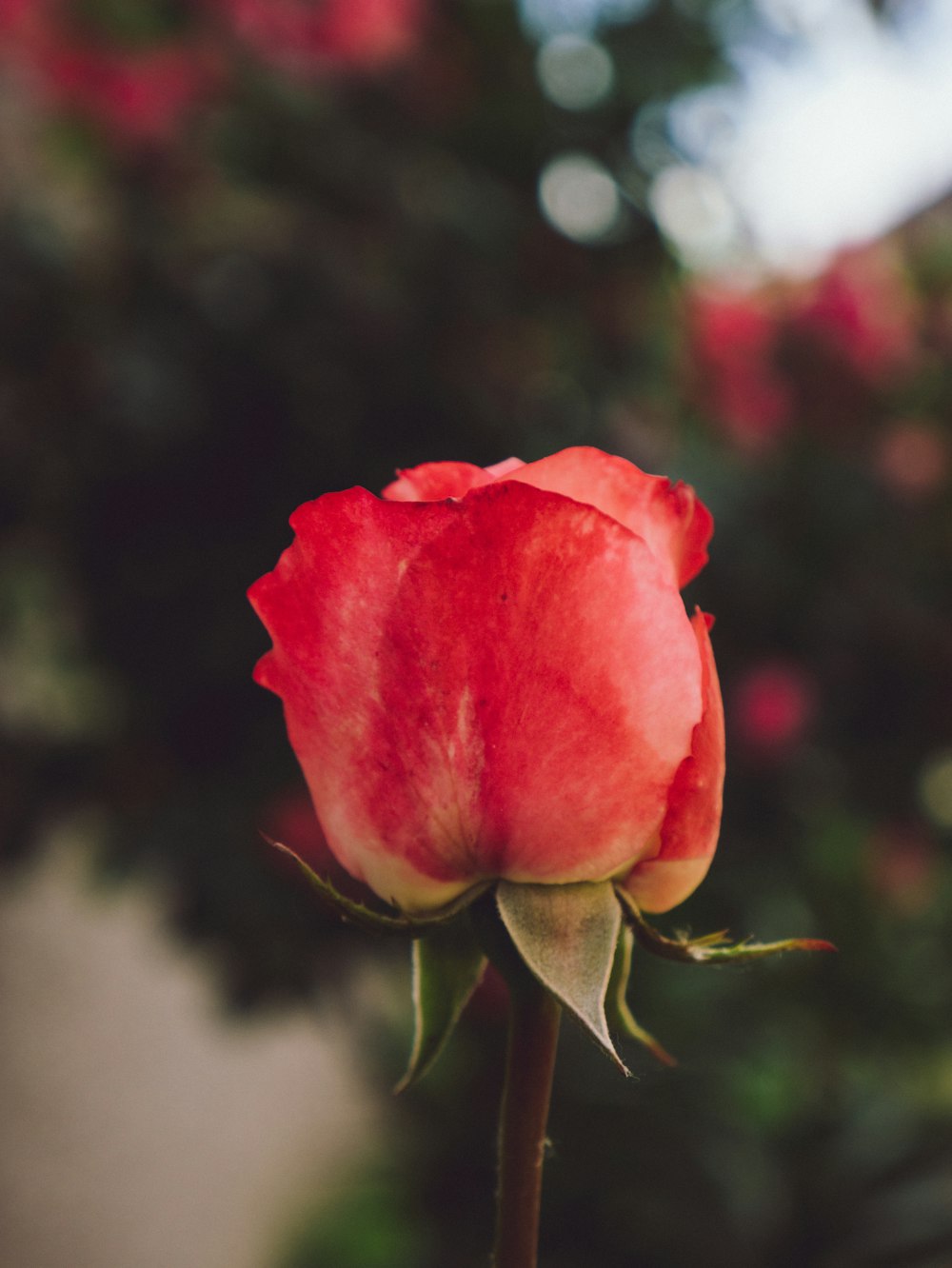 red rose in bloom during daytime