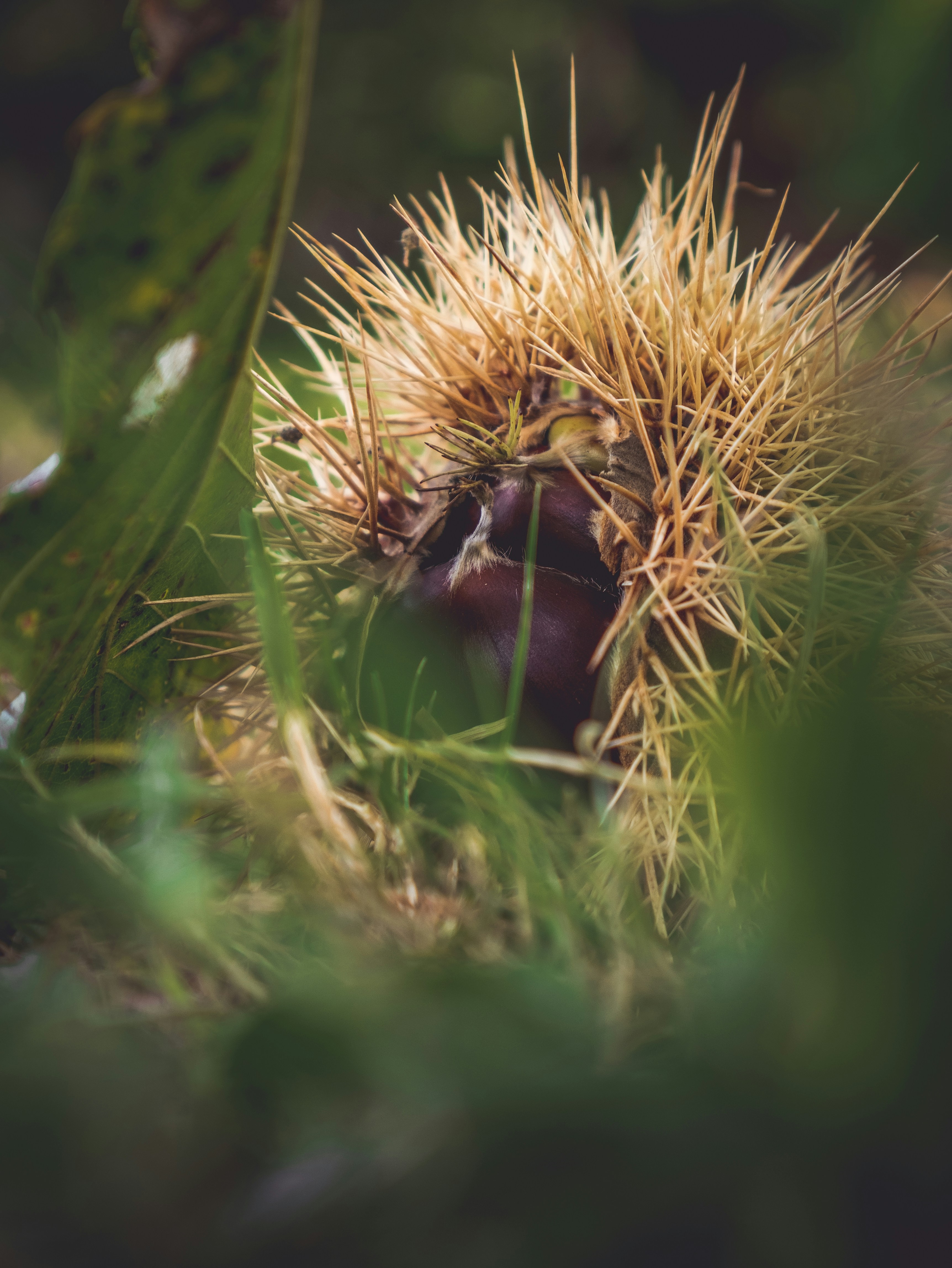 yellow and green plant in close up photography