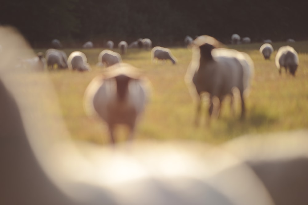 herd of cow on green grass field during daytime