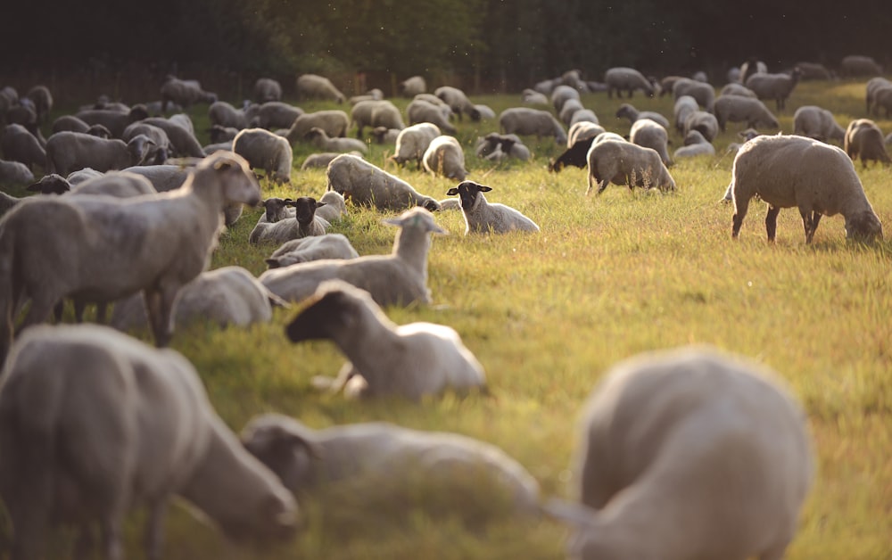 herd of sheep on green grass field during daytime