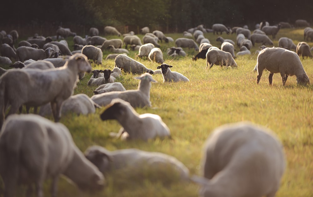 gregge di pecore sul campo di erba verde durante il giorno