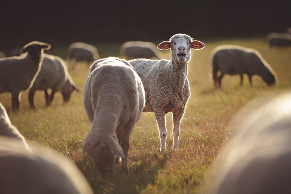 white sheep on green grass field during daytime