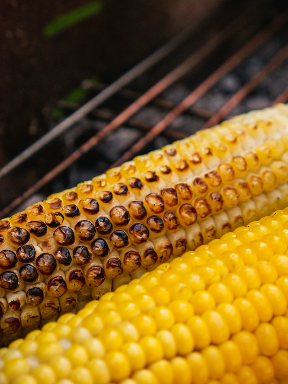 yellow corn on black metal fence