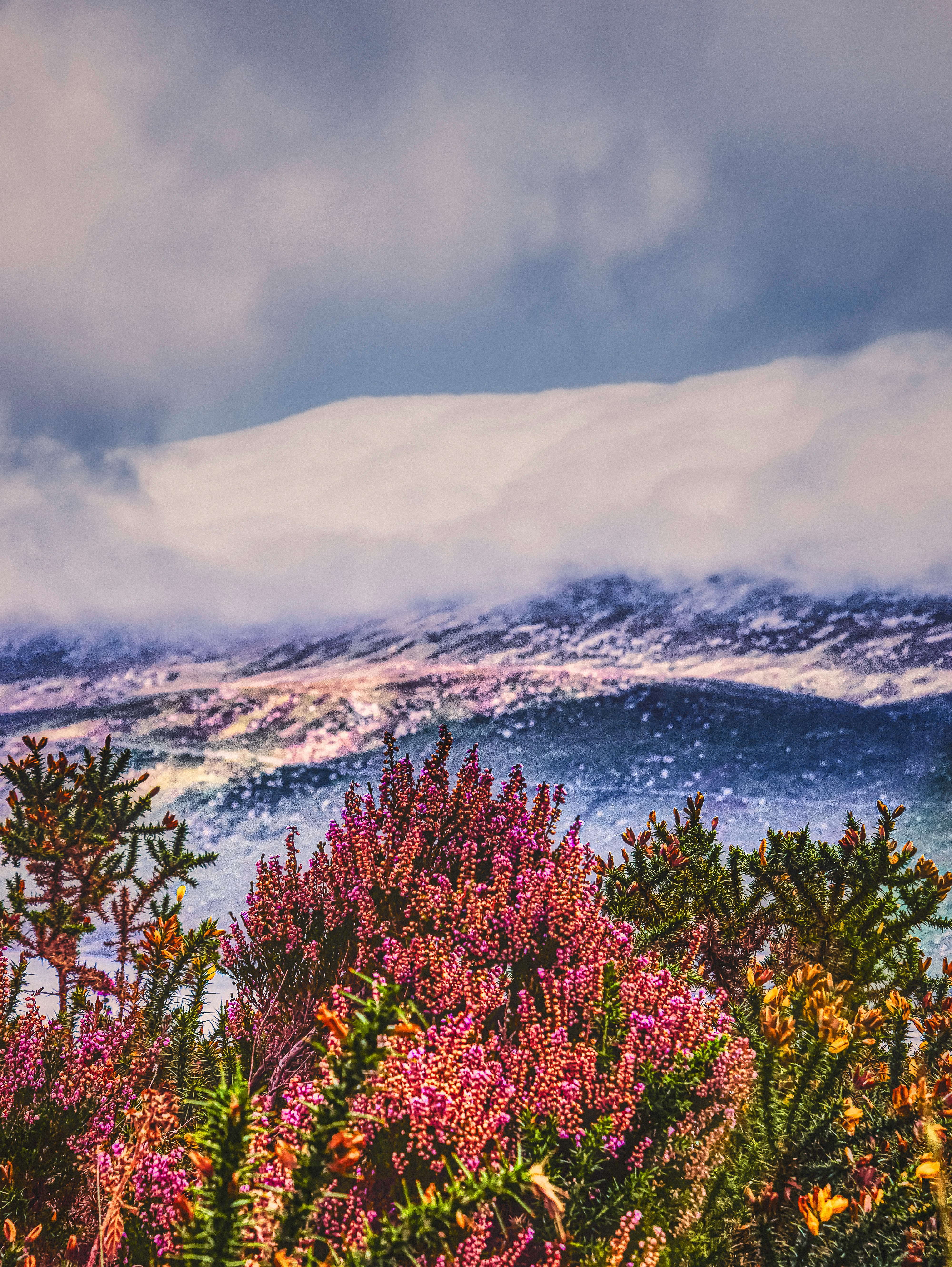 red flowers near body of water under cloudy sky during daytime