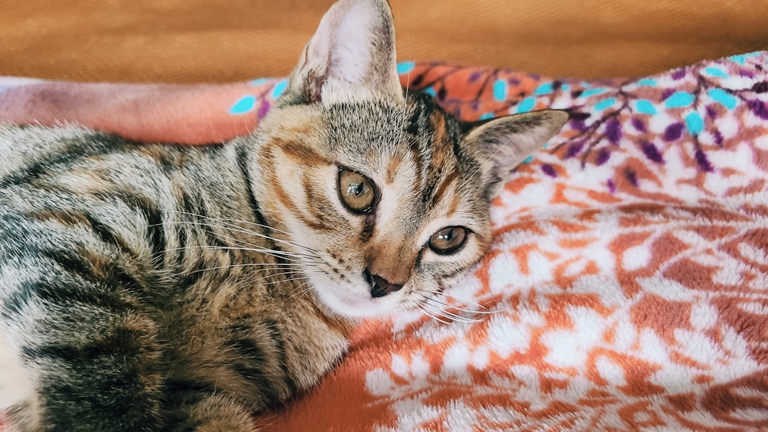 brown tabby cat lying on orange and white textile