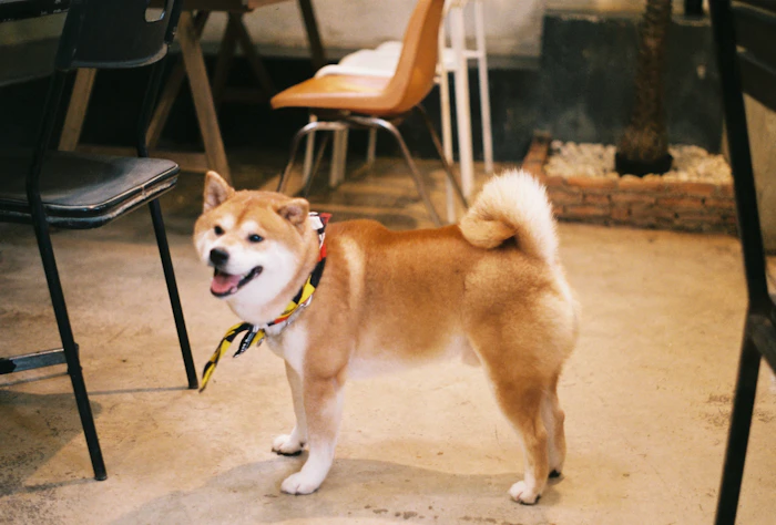 Pet Friendly Cafes