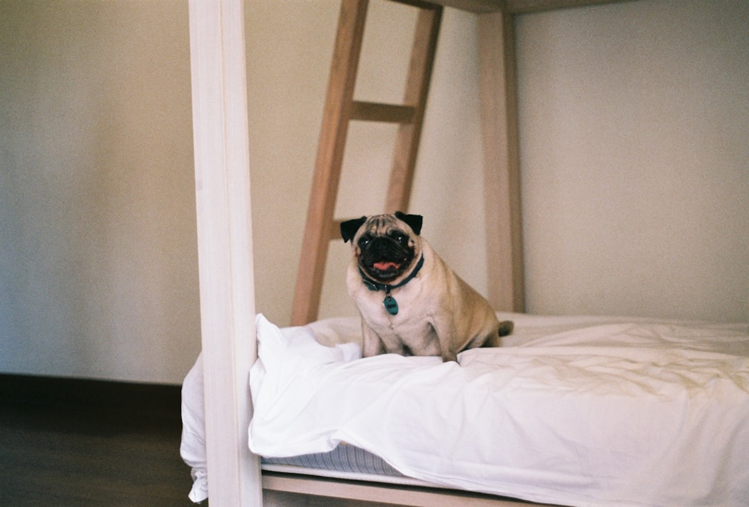 fawn pug on white bed